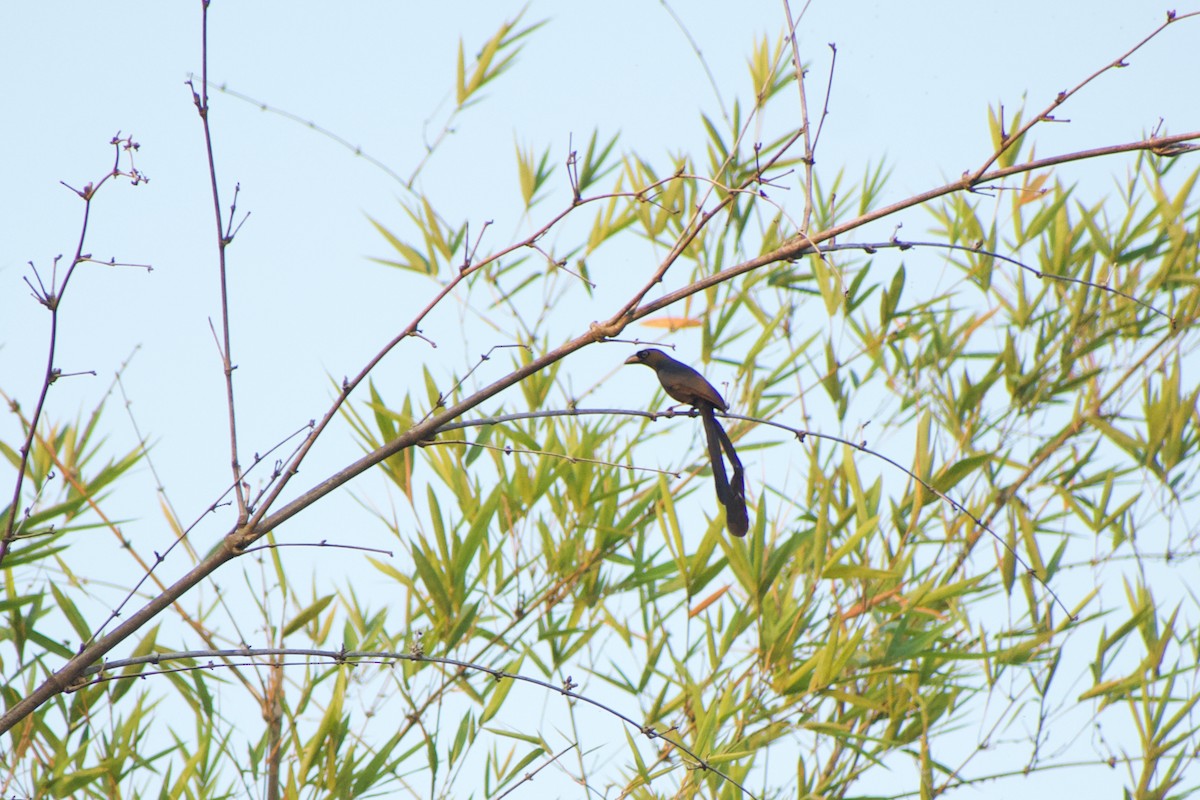 Racket-tailed Treepie - ML646572176