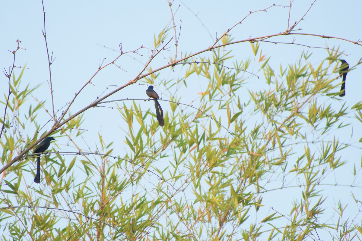 Racket-tailed Treepie - ML646572177