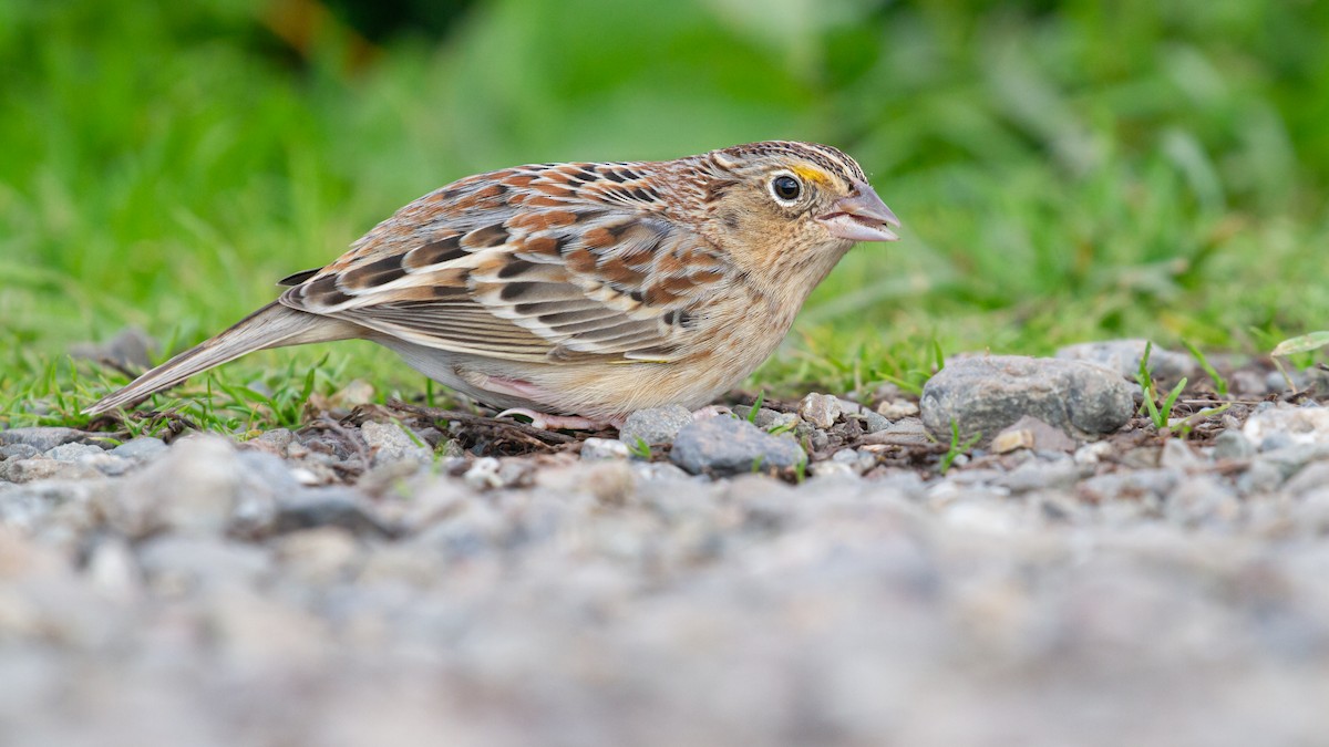 Grasshopper Sparrow - ML646572179
