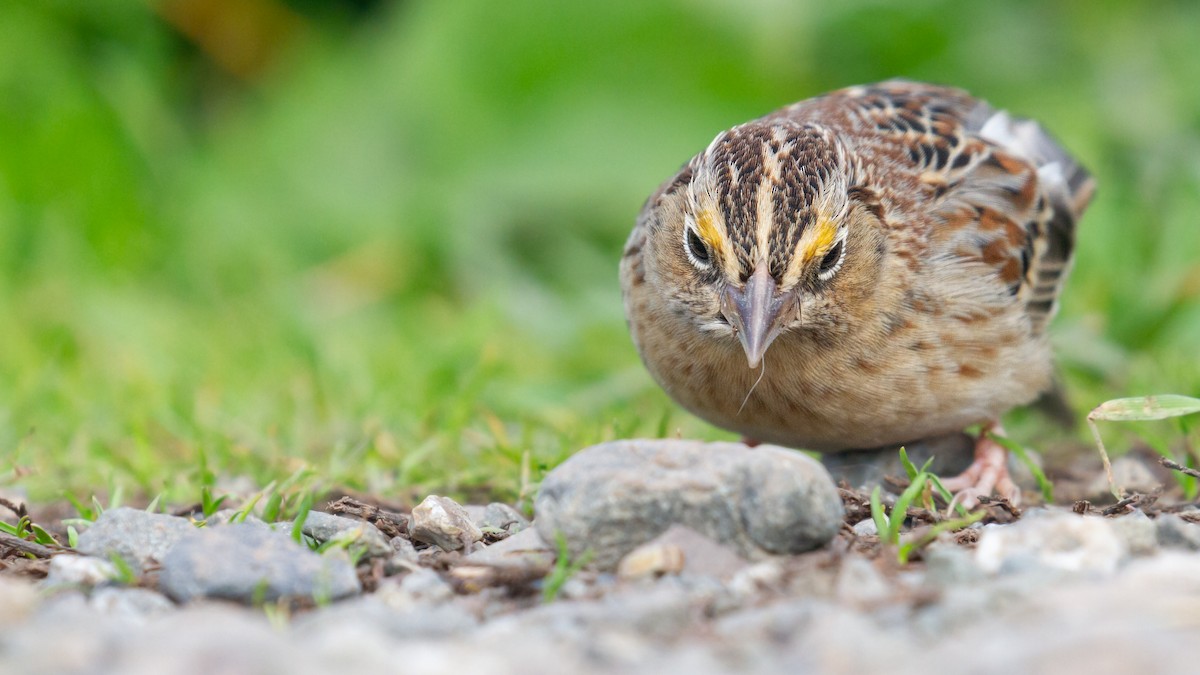 Grasshopper Sparrow - ML646572180