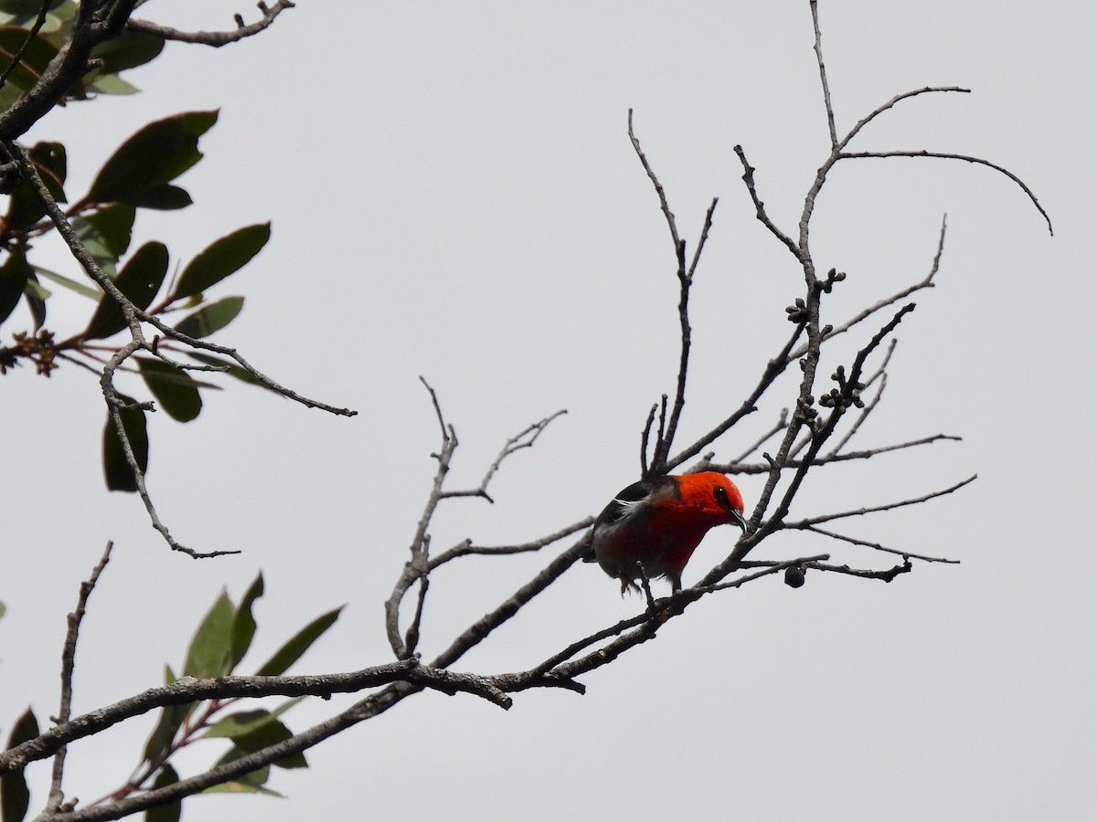 Scarlet Myzomela - ML646572181