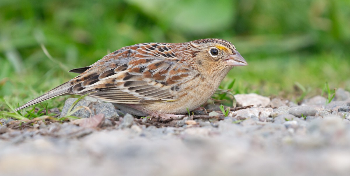 Grasshopper Sparrow - ML646572182