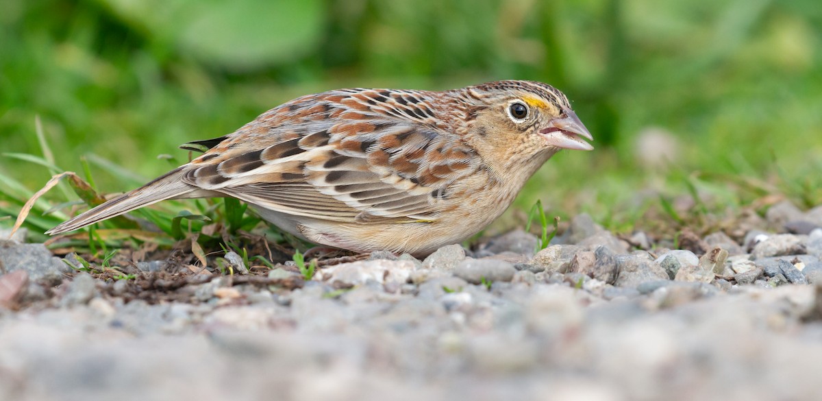Grasshopper Sparrow - ML646572183