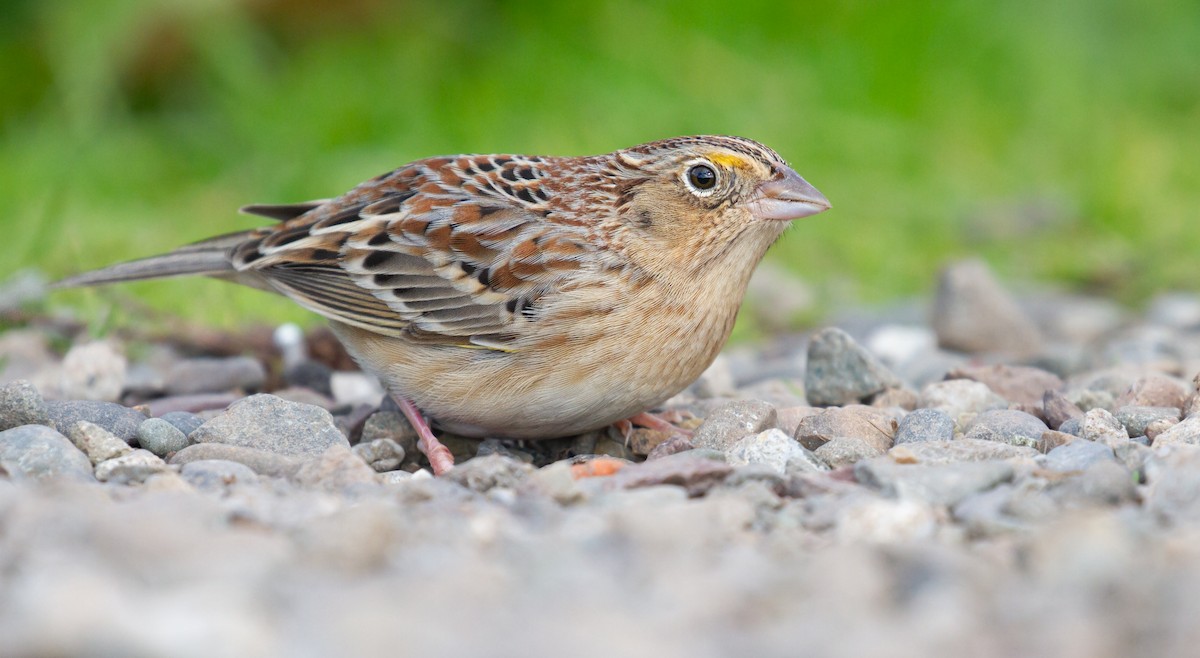 Grasshopper Sparrow - ML646572188