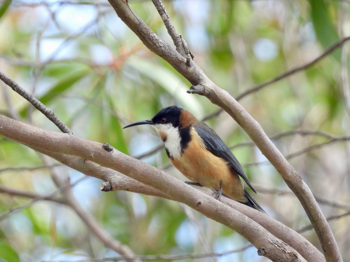 Eastern Spinebill - ML646572189