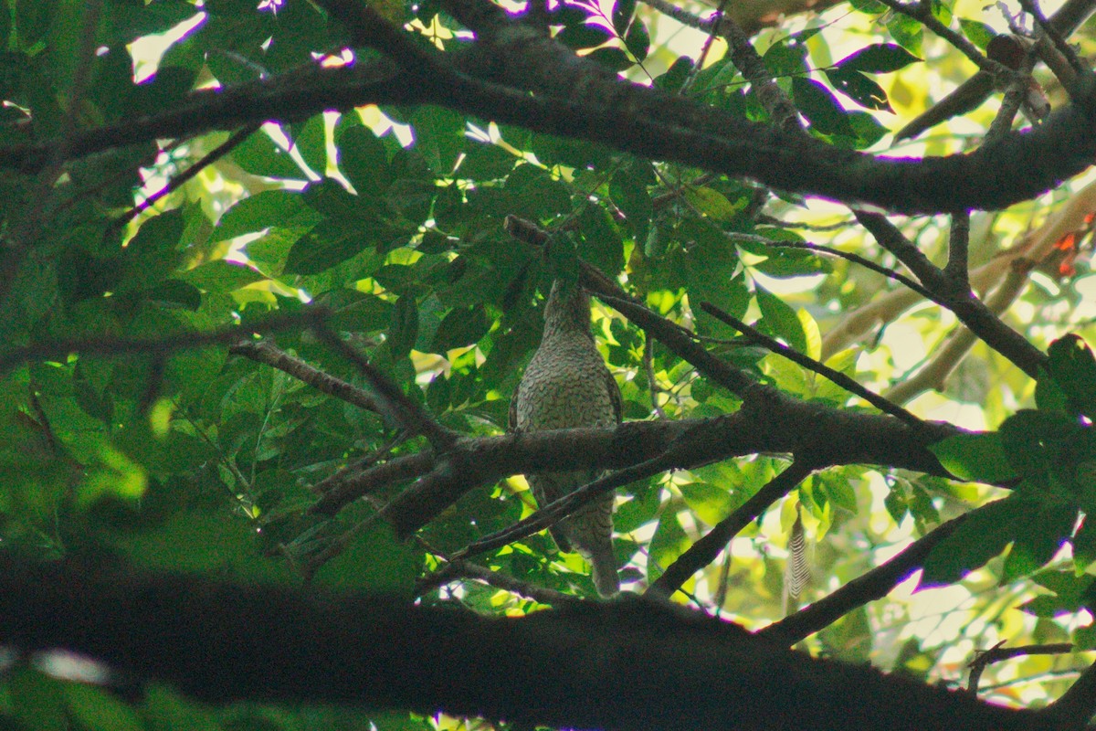 Satin Bowerbird - ML646572193