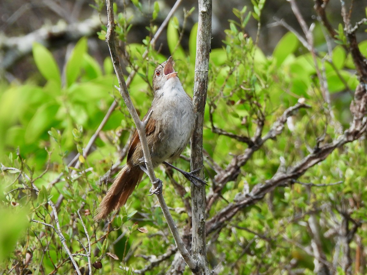 Eastern Bristlebird - ML646572194