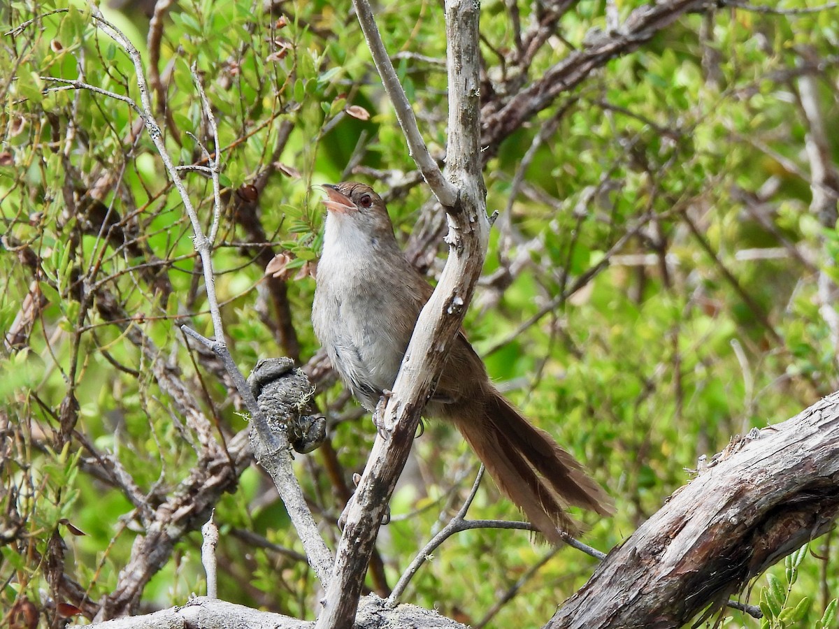 Eastern Bristlebird - ML646572195