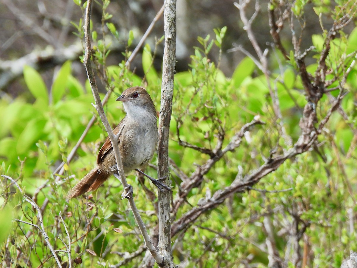Eastern Bristlebird - ML646572196