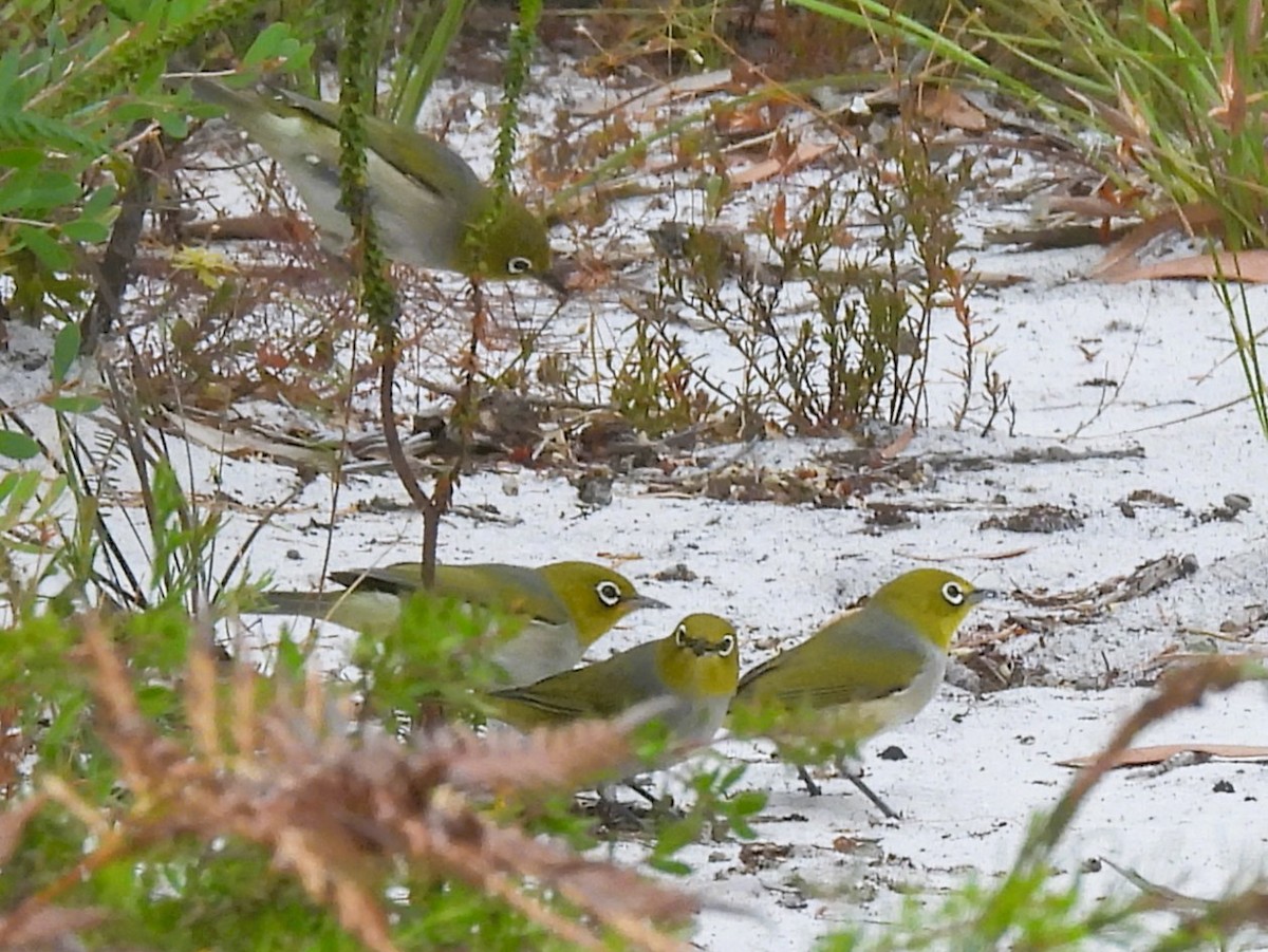 Silvereye - ML646572209