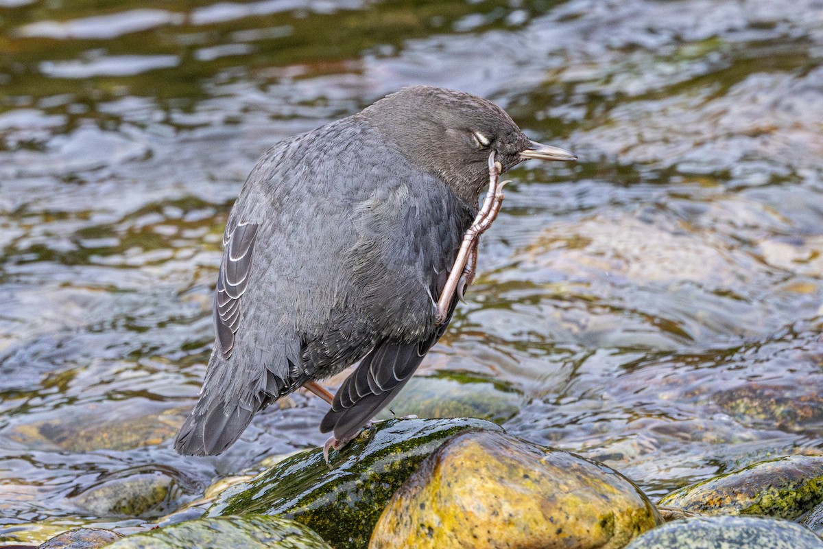 Ur-zozo iparramerikarra - ML646572210