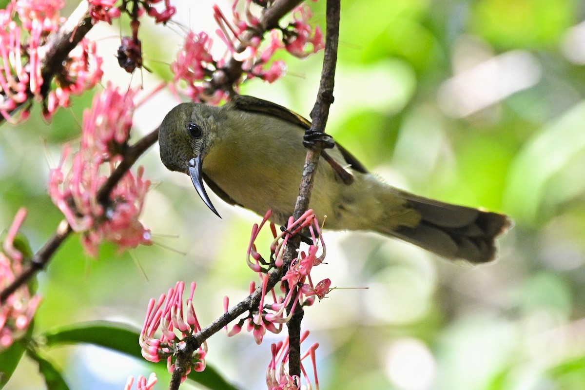 Olive Sunbird - ML646572211