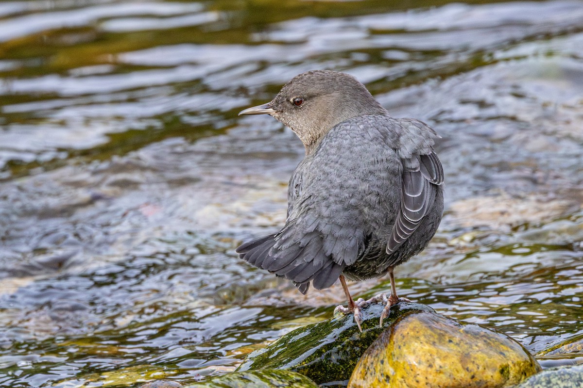 Ur-zozo iparramerikarra - ML646572212