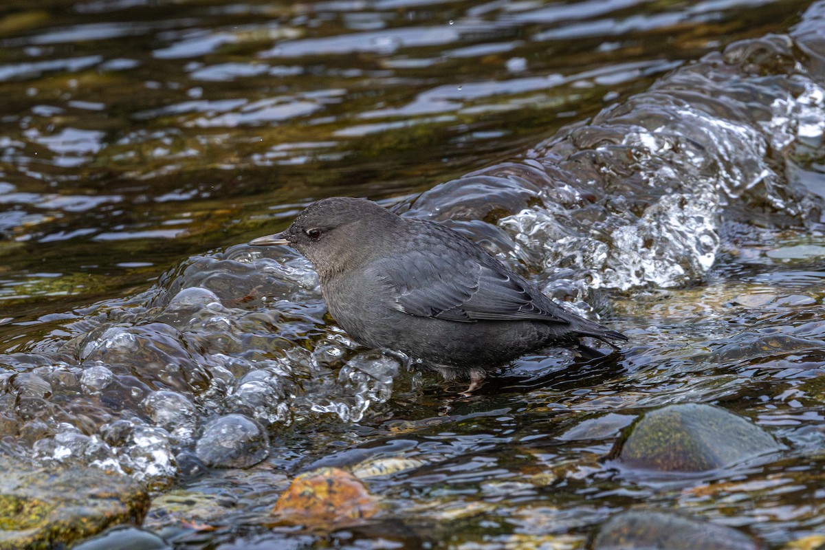 Ur-zozo iparramerikarra - ML646572213