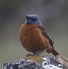 Cape Rock-Thrush - ML646572214