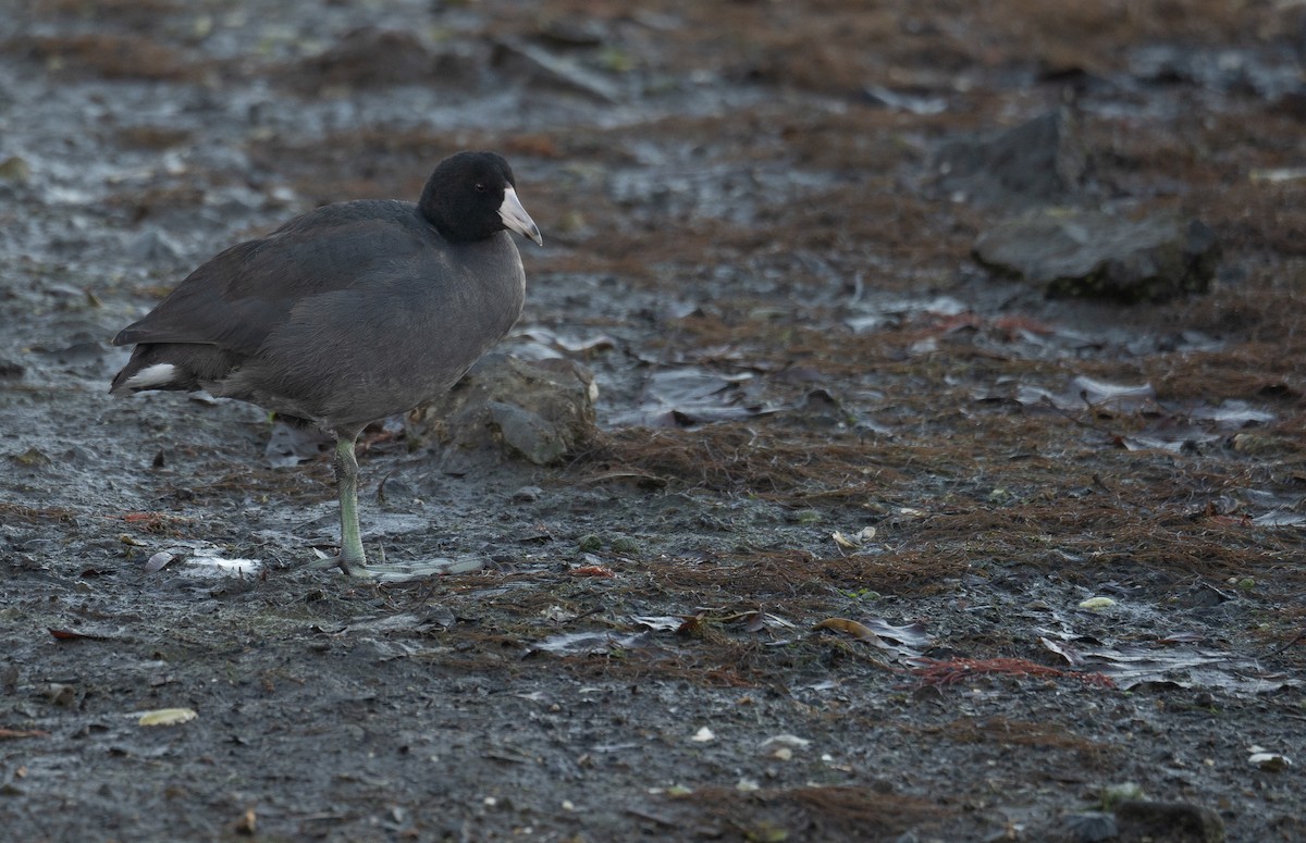 אגמית אמריקנית - ML646572216
