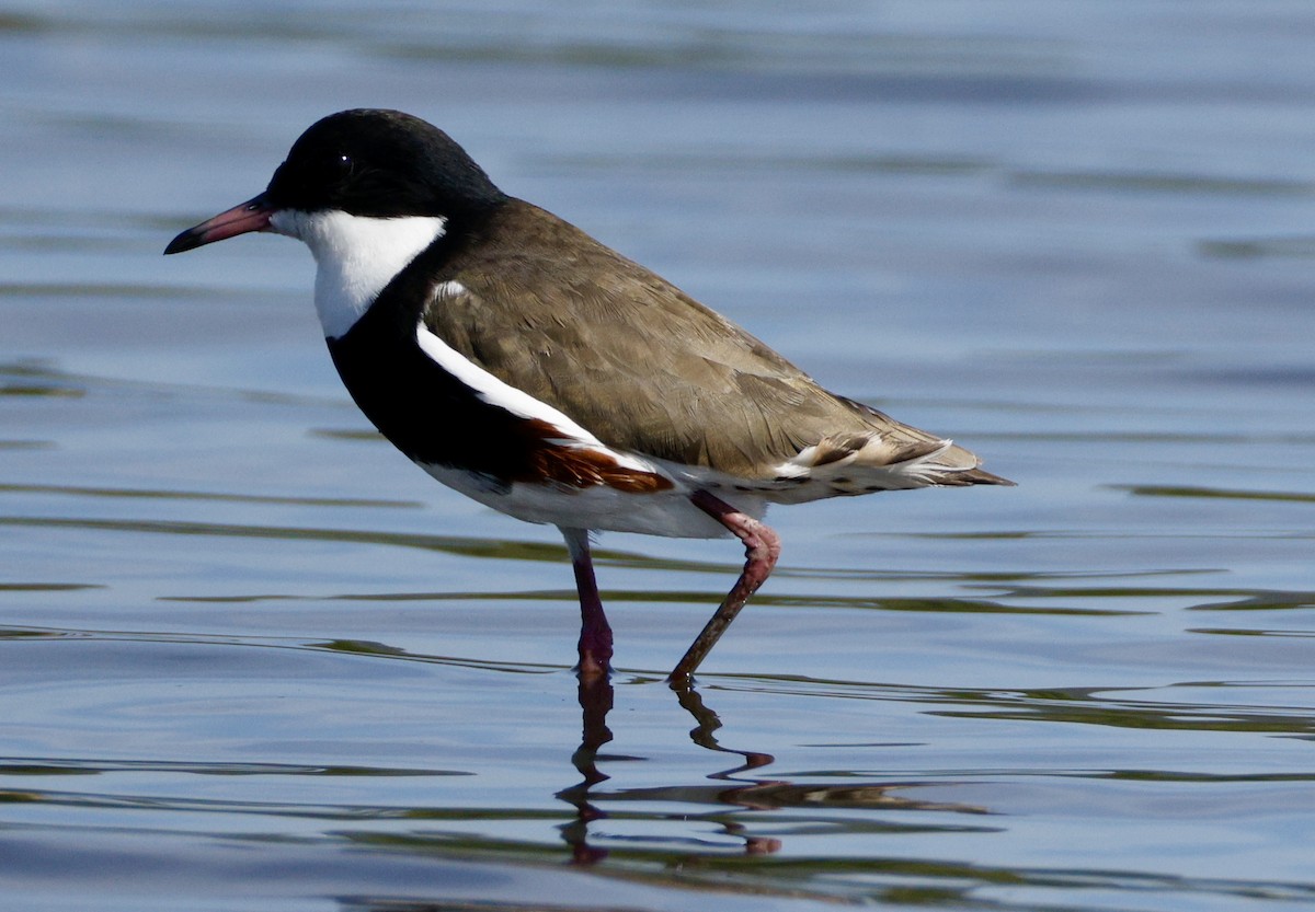 Red-kneed Dotterel - ML646572217