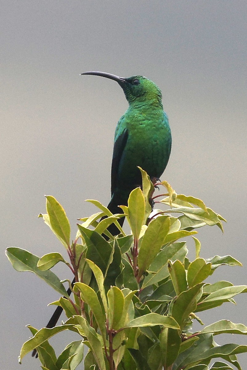 Malachite Sunbird - ML646572218