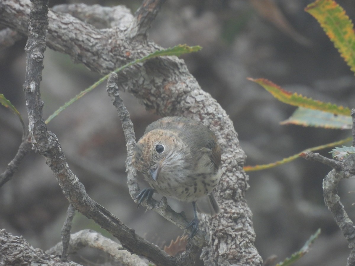 Rufous Whistler - ML646572219