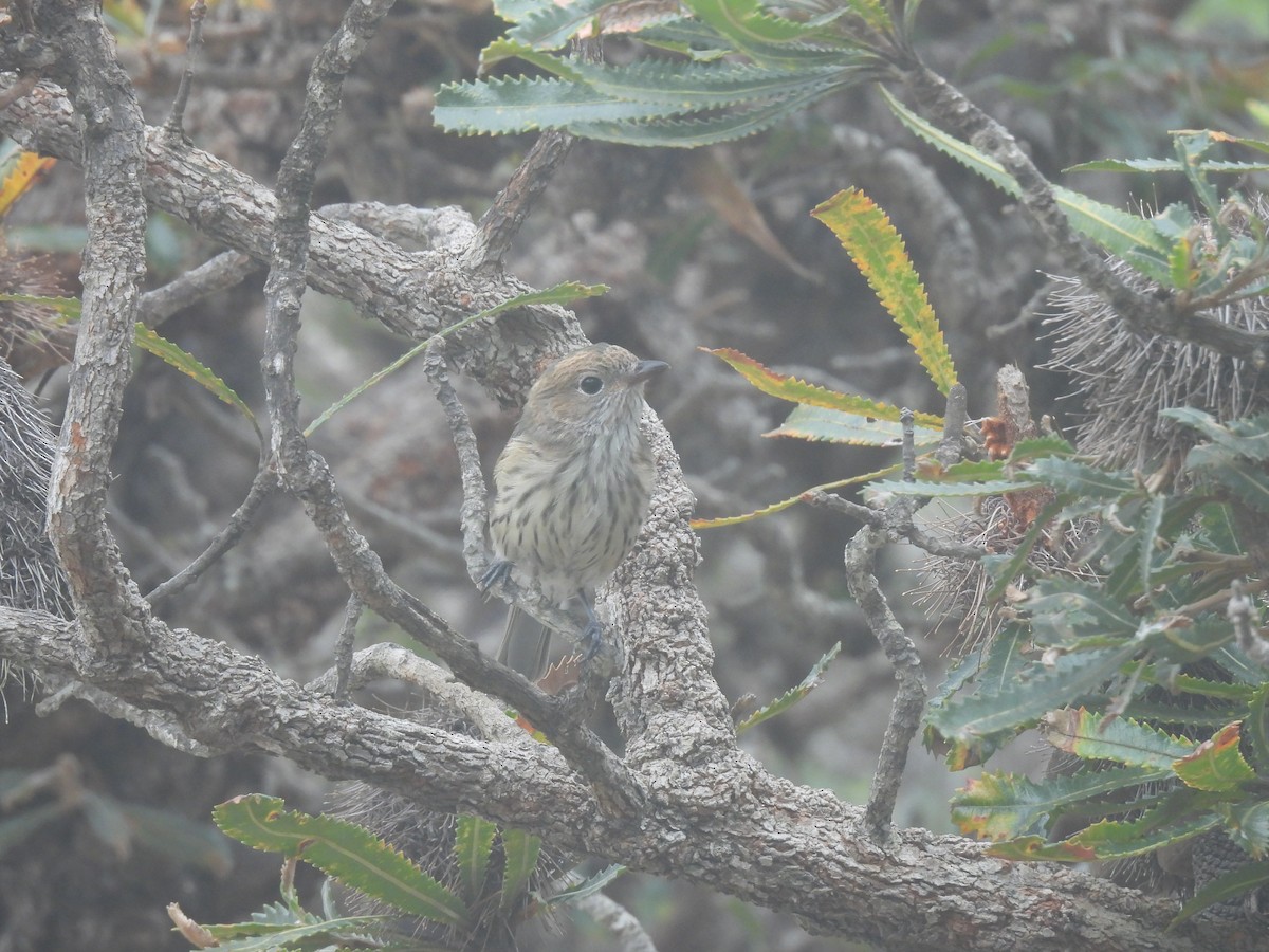 Rufous Whistler - ML646572220