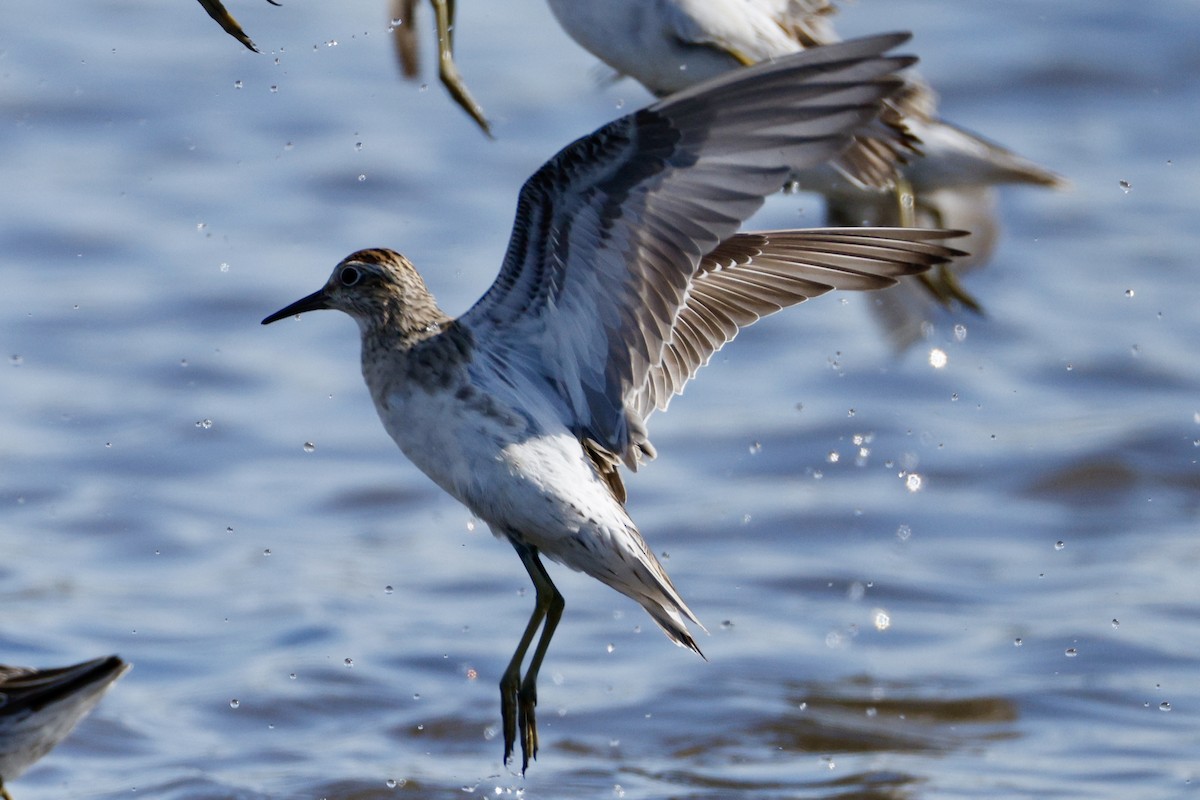 חופית חדת-זנב - ML646572221