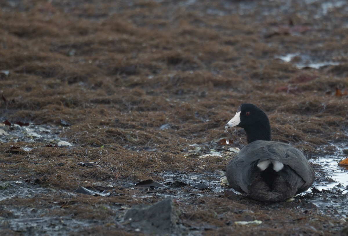 אגמית אמריקנית - ML646572222