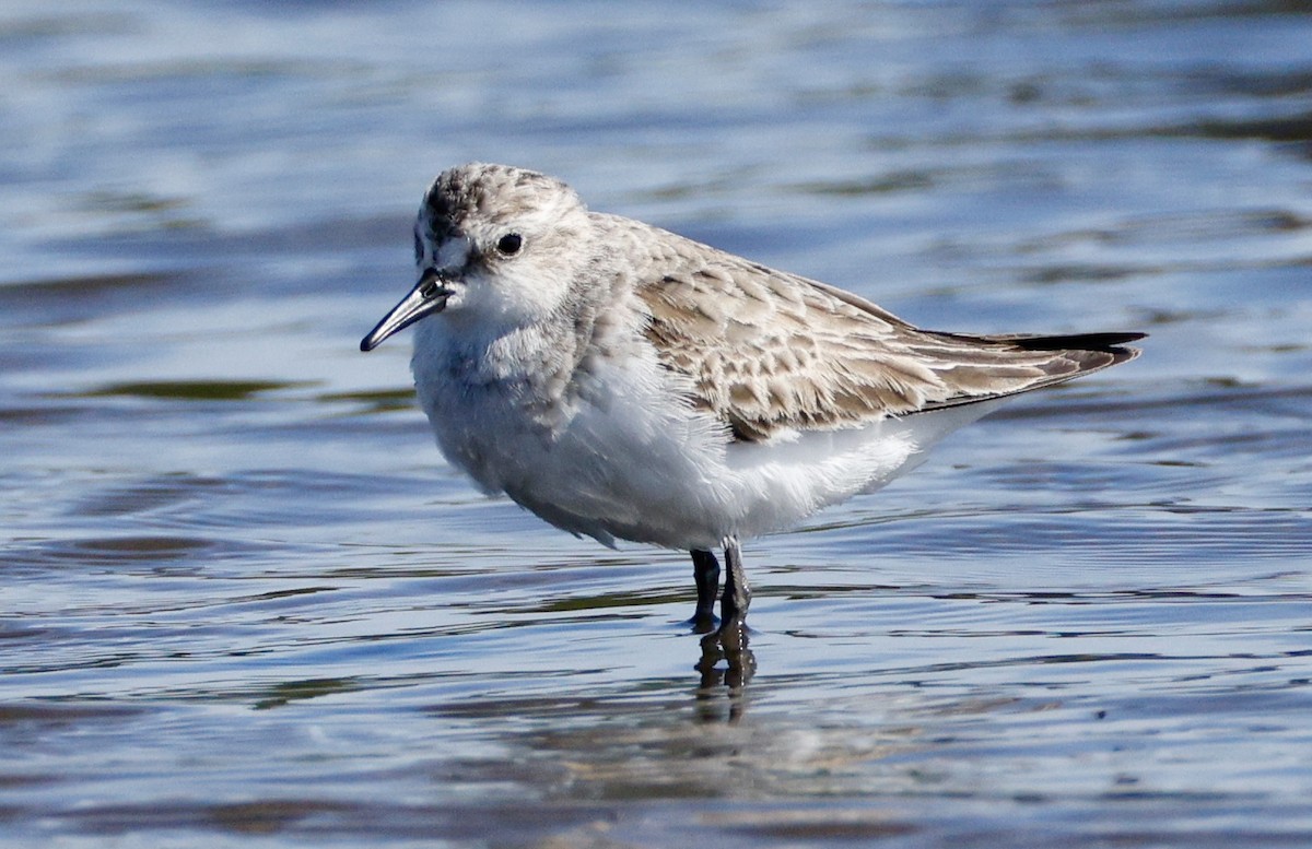 חופית אדומת-צוואר - ML646572223