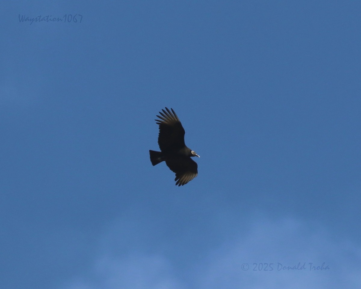 Urubu noir - ML646572224