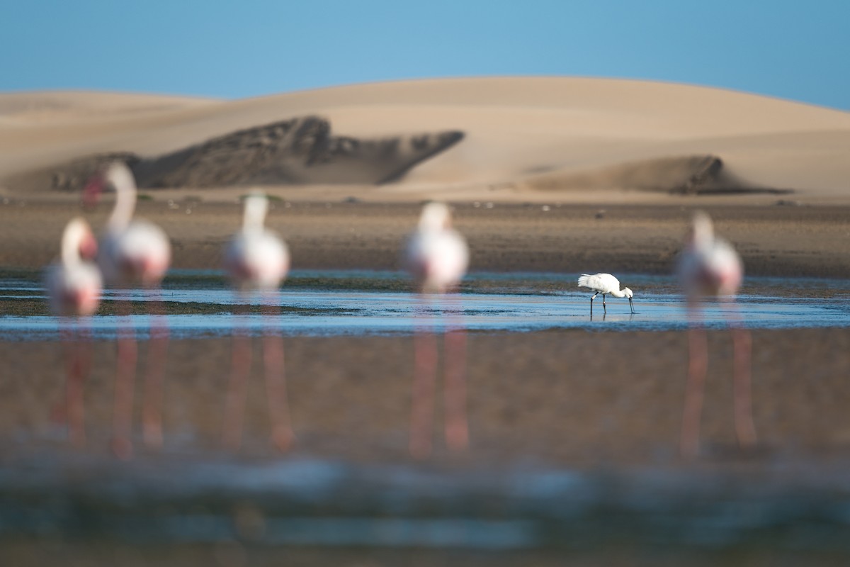 skjestork - ML646572225