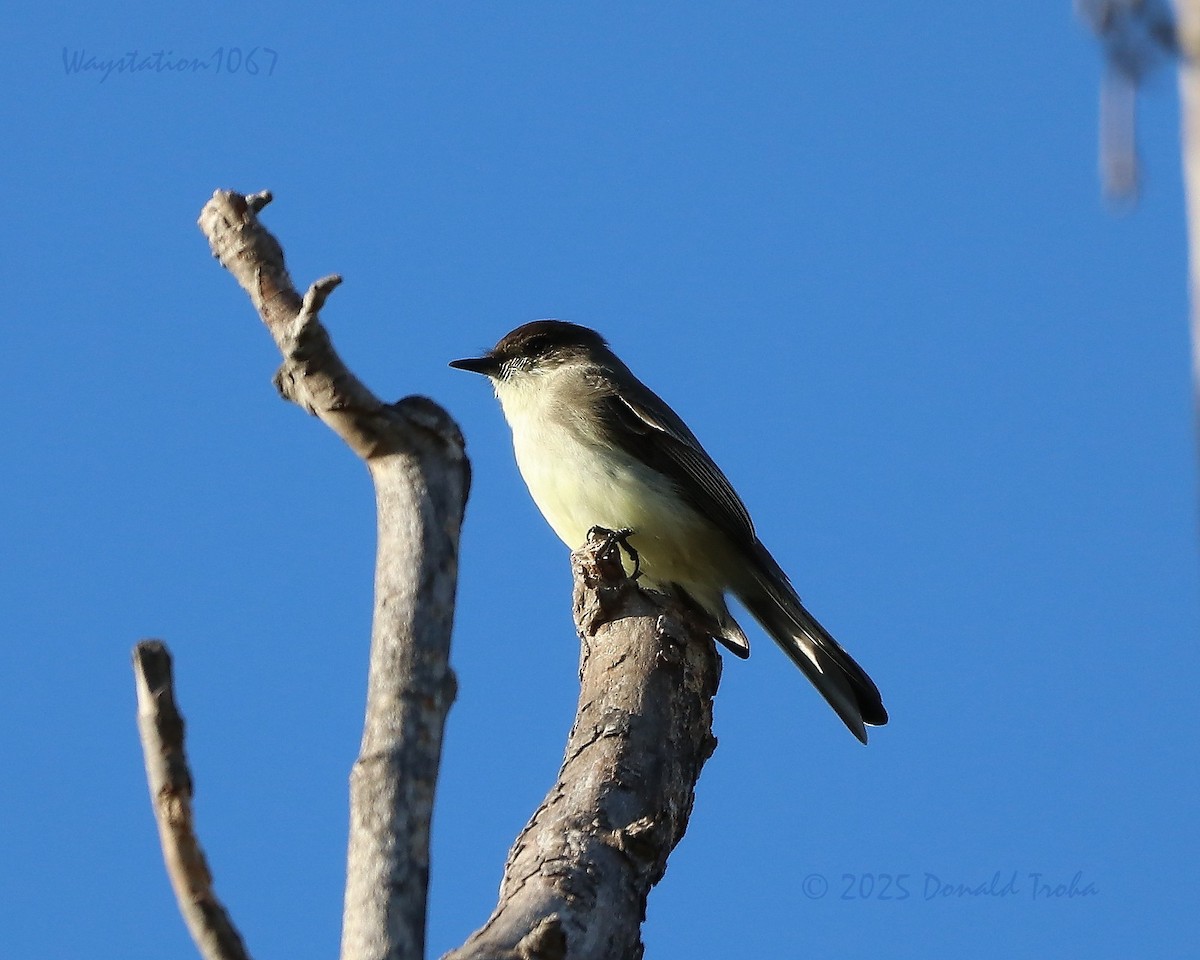 פיבי מזרחית - ML646572228