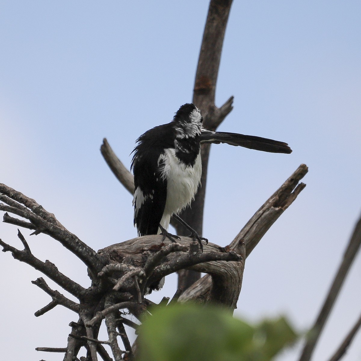 Magpie-lark - ML646572232