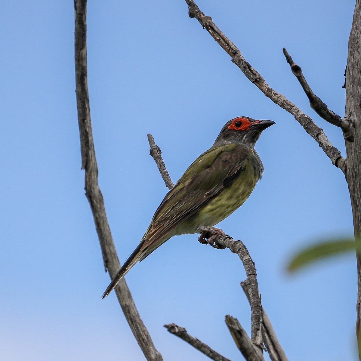 Australasian Figbird - ML646572235