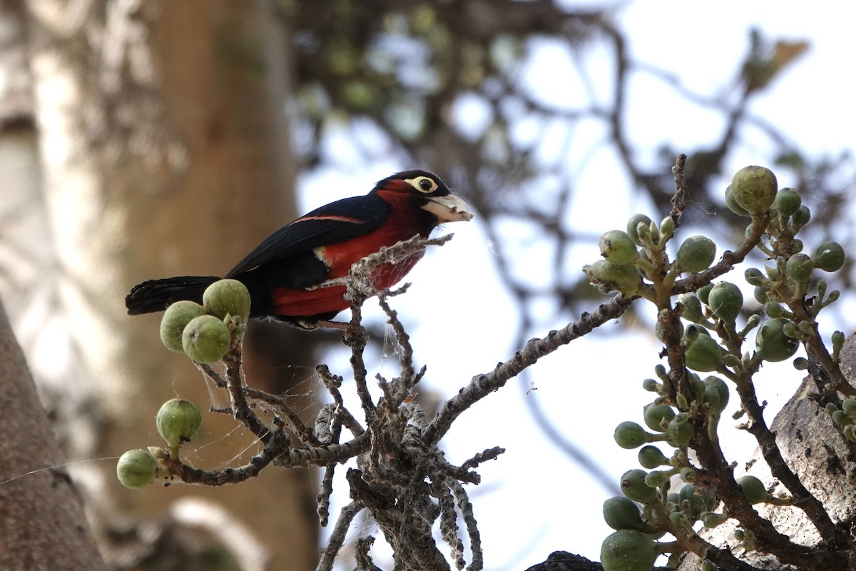Double-toothed Barbet - ML646572236