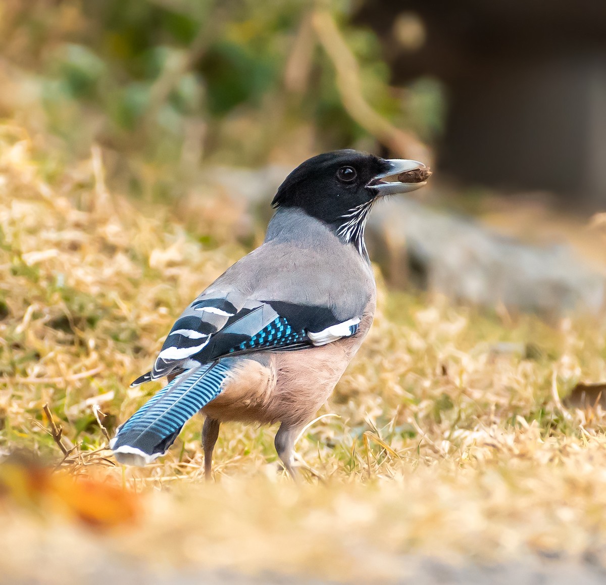 Black-headed Jay - ML646572237