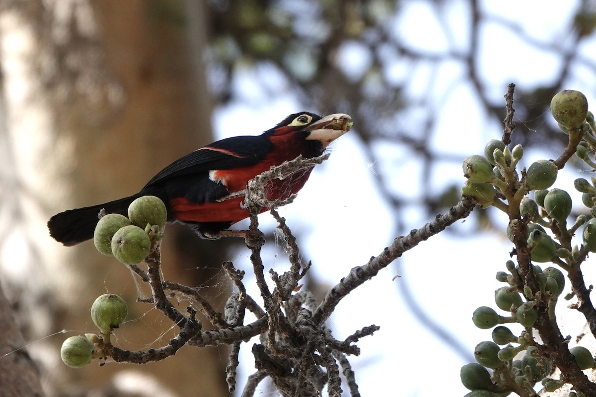 Double-toothed Barbet - ML646572238