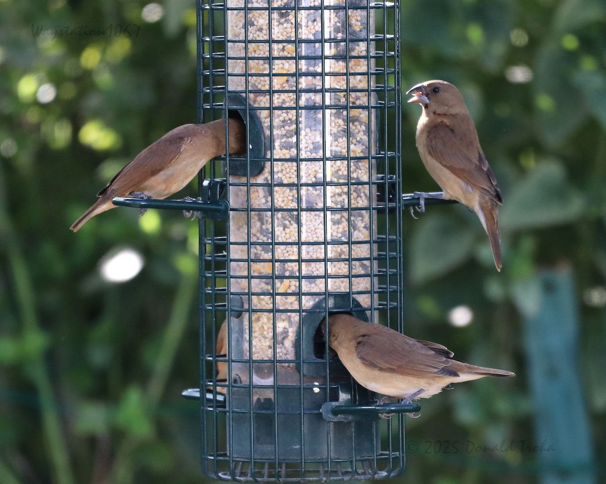 מוניה מפוספסת-חזה - ML646572239