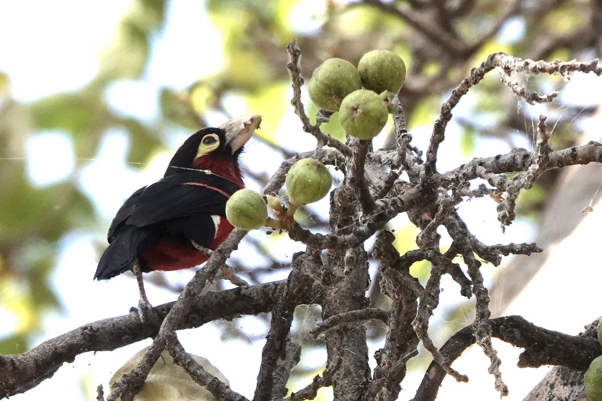 Double-toothed Barbet - ML646572242