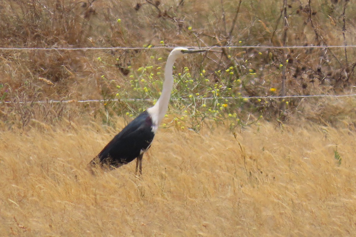 volavka bělokrká - ML646572249