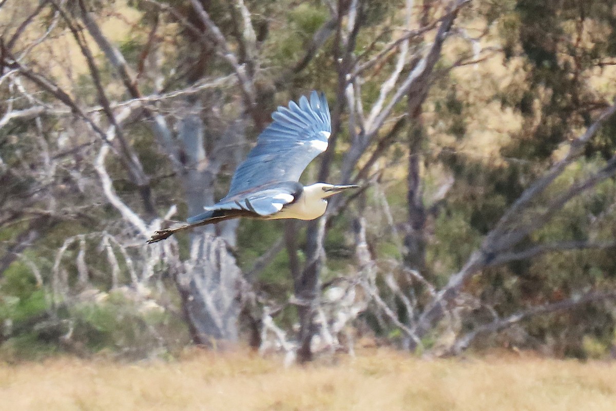 volavka bělokrká - ML646572250