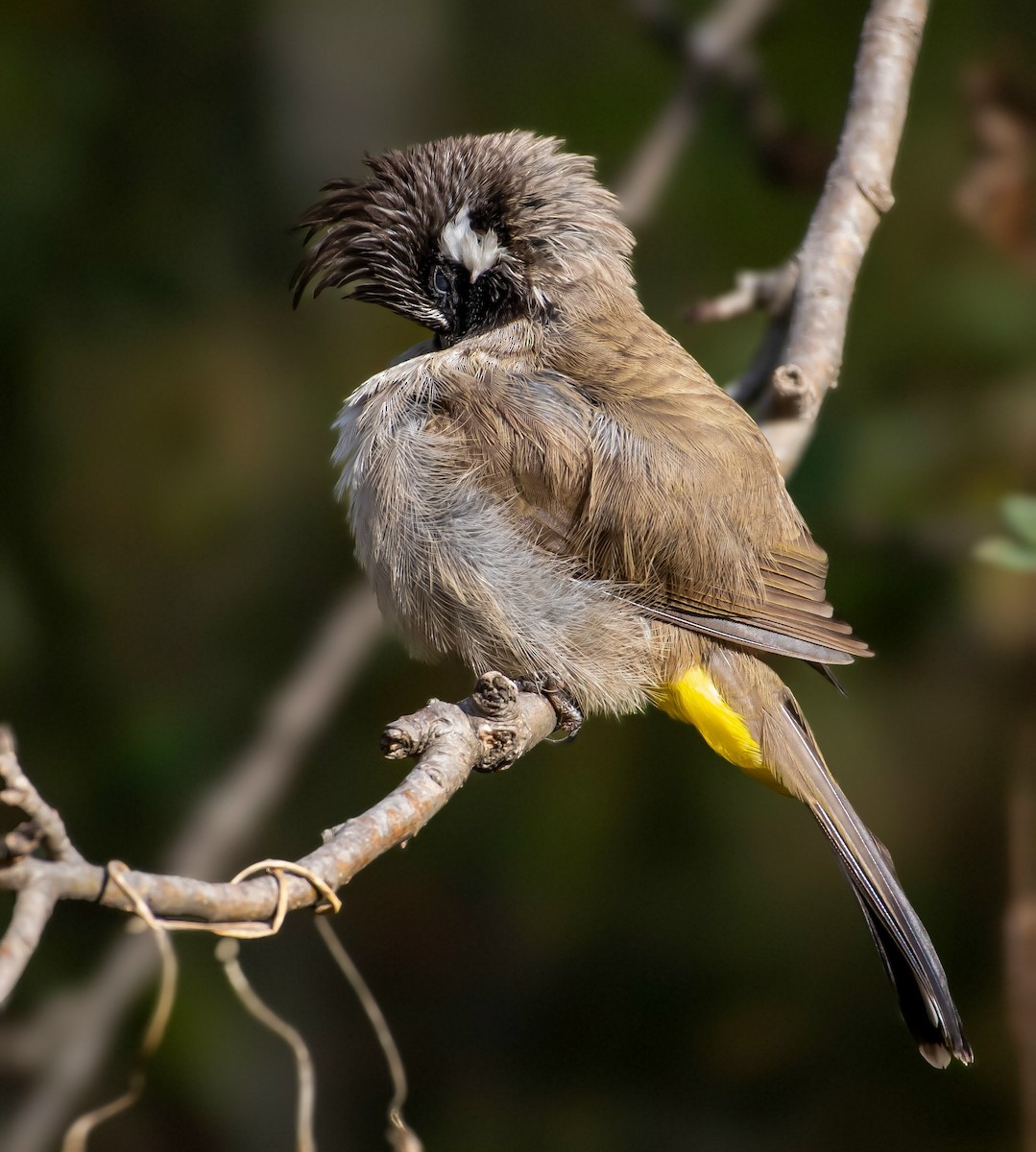 Himalayan Bulbul - ML646572252