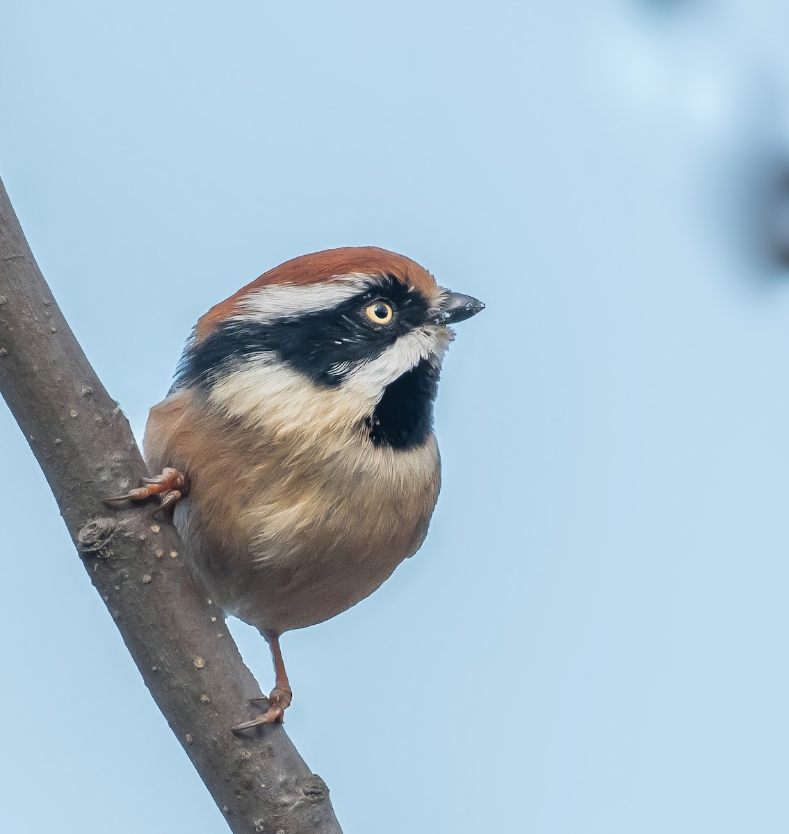 Black-throated Tit - ML646572260