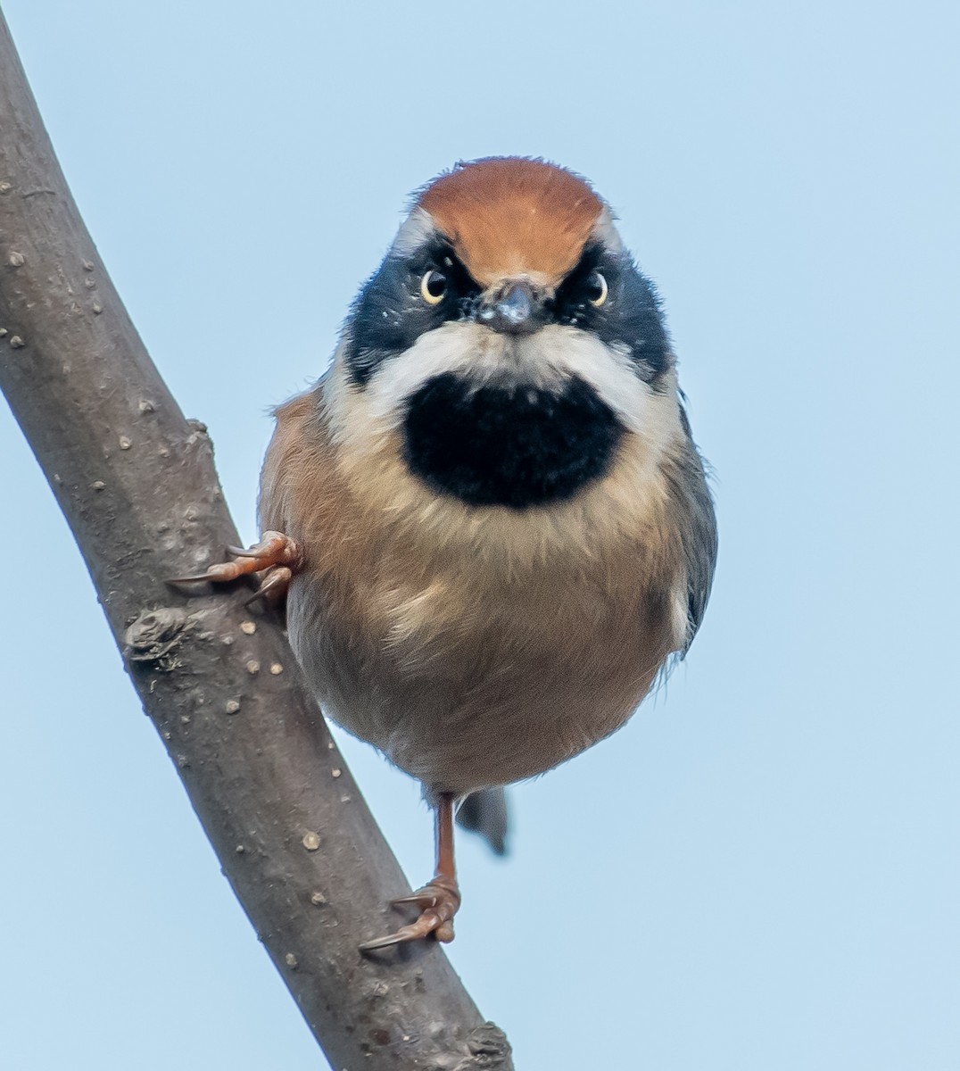Black-throated Tit - ML646572262