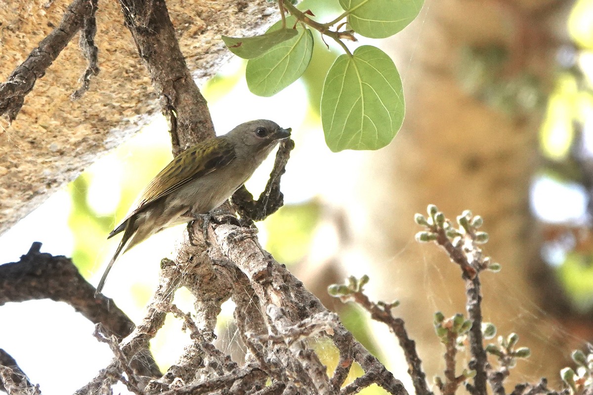 Lesser Honeyguide - ML646572264