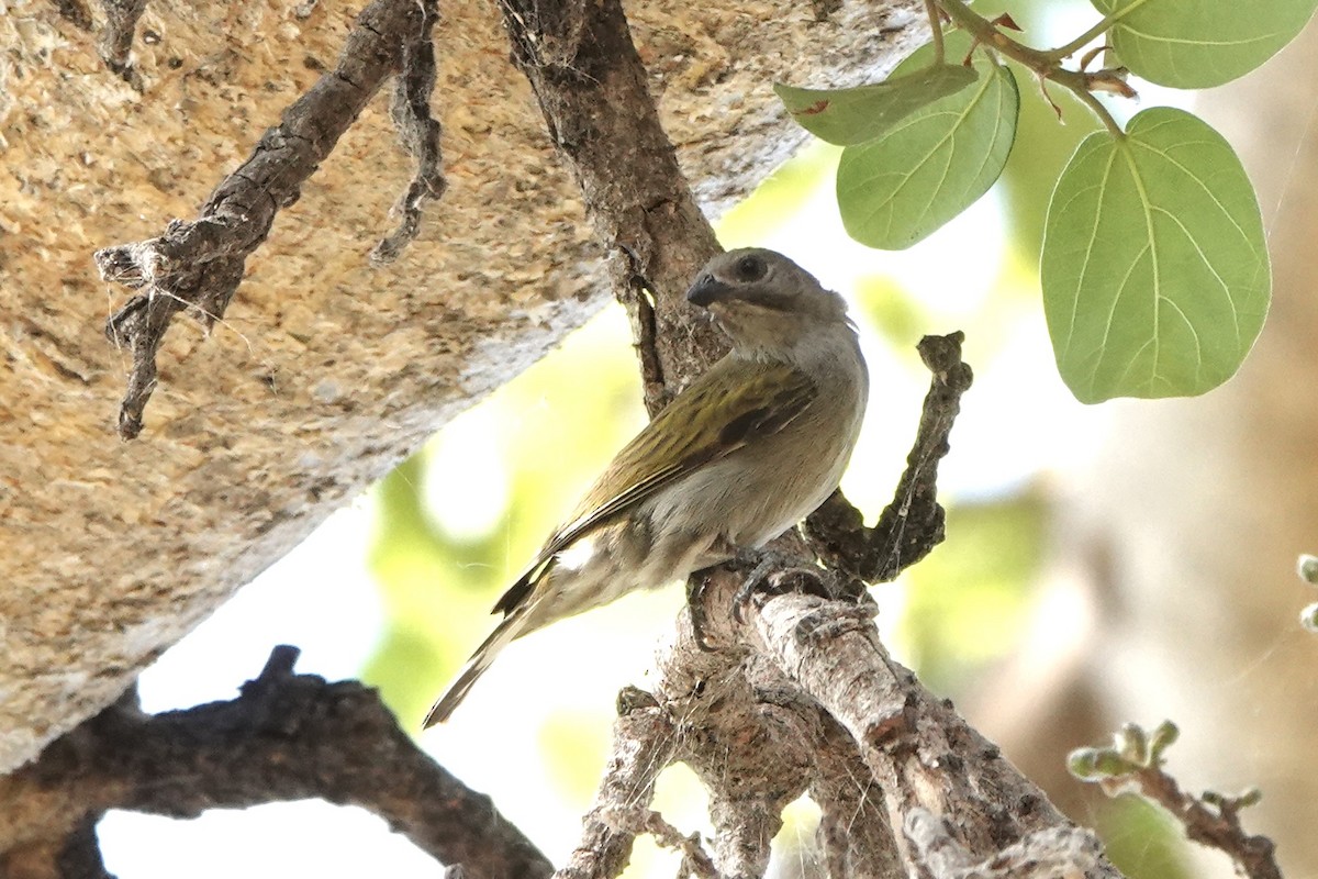 Lesser Honeyguide - ML646572265