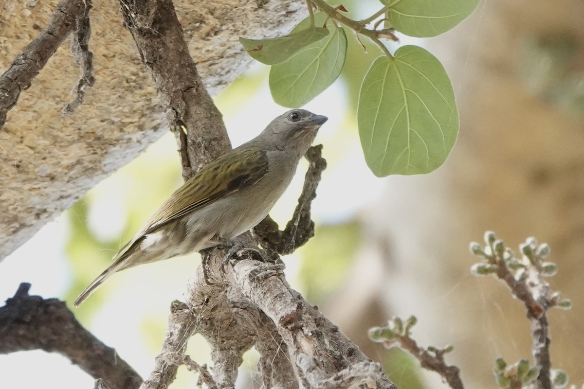 Lesser Honeyguide - ML646572266