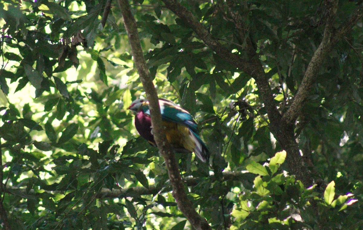 Mor Göğüslü Meyve Kumrusu - ML646572269