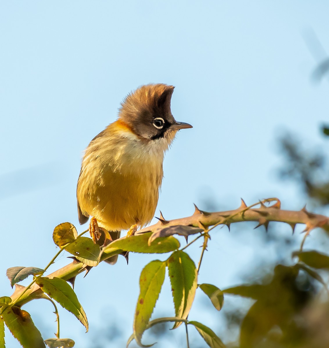 Whiskered Yuhina - ML646572274
