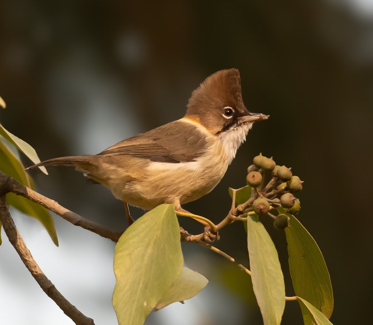 Whiskered Yuhina - ML646572275
