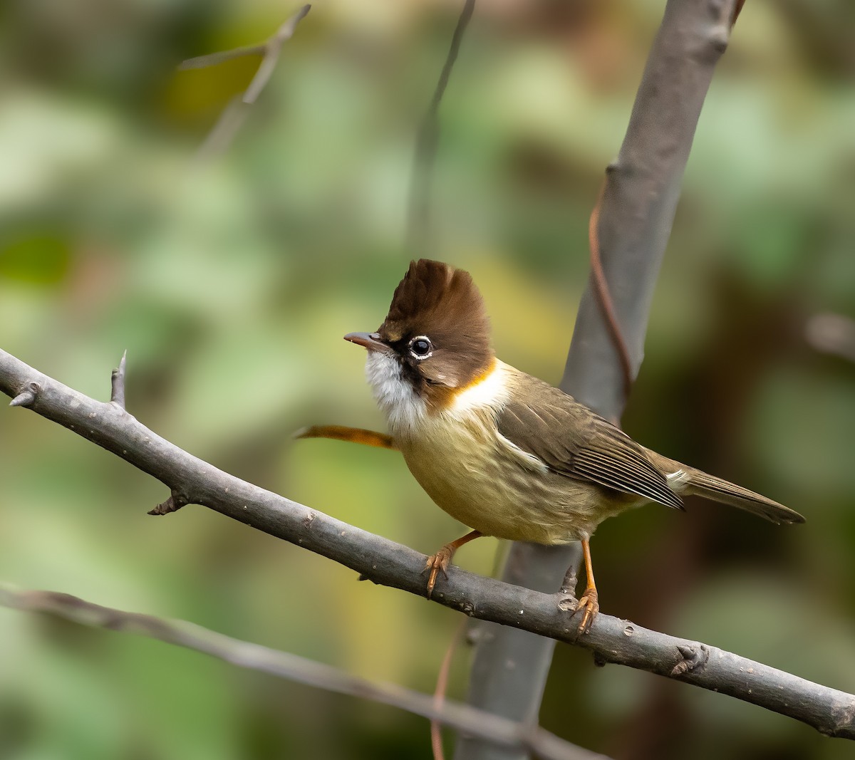 Whiskered Yuhina - ML646572276
