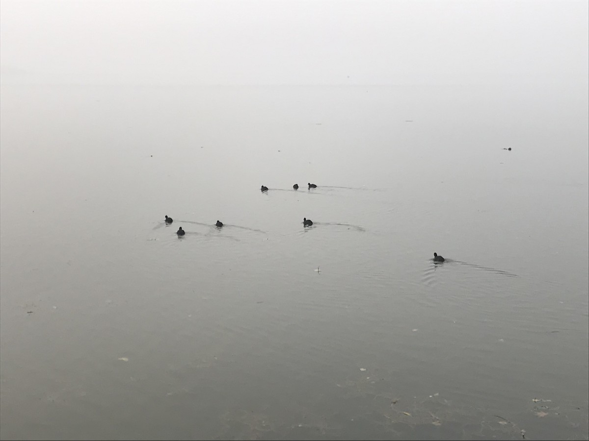 Eurasian Coot - ML646572277